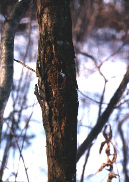 Chestnut-blight-fungus