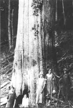 Chestnut tree