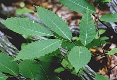 Chestnut tree