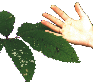 Chestnut leaf