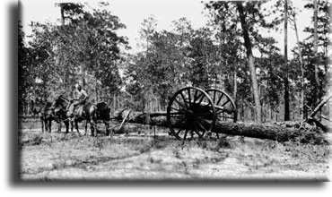 Longleaf pine transportation