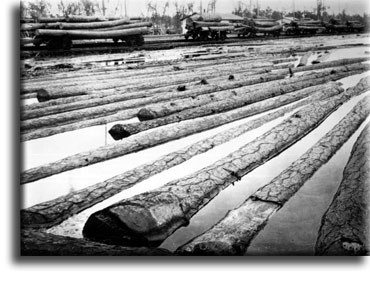 Longleaf pine transported river