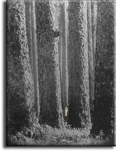 Longleaf pine trees