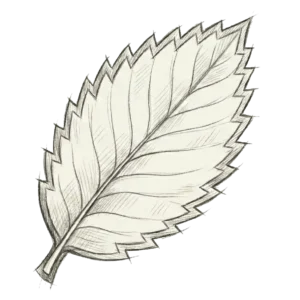 American Chestnut Leaf hand sketched