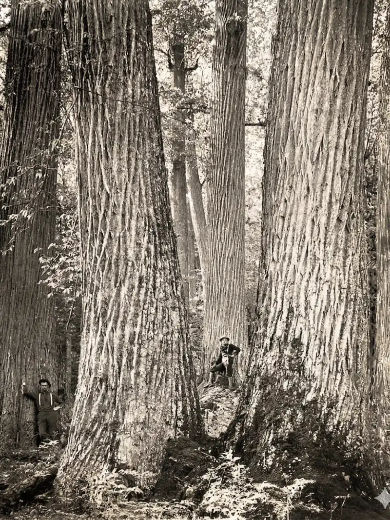 Giant American Chestnut trees in North Carolina