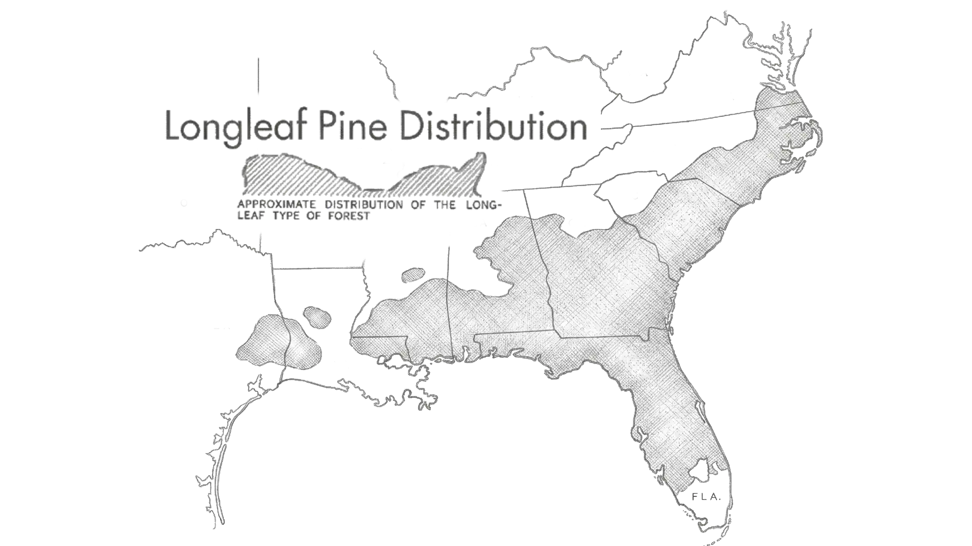 Long Leaf Heart Pine forest distribution from Virginia to Texas
