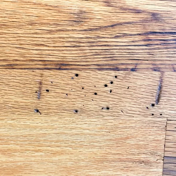 Antique barn board oak flooring showcasing the character of insect scars and worm holes.